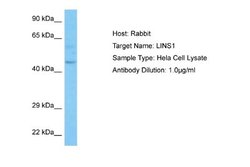 LINS1 Rabbit anti-Human, Polyclonal, Novus Biologicals 0.1ml; Unconjugated:Antibodies,
